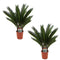 XXL Plants