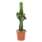 XL Plants