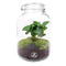 All plants terrariums